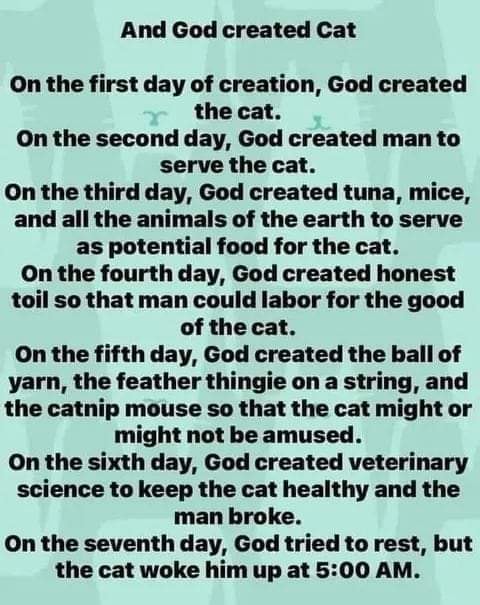 Cat